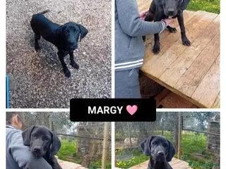 Altre razze cani margy - Annuncio 10