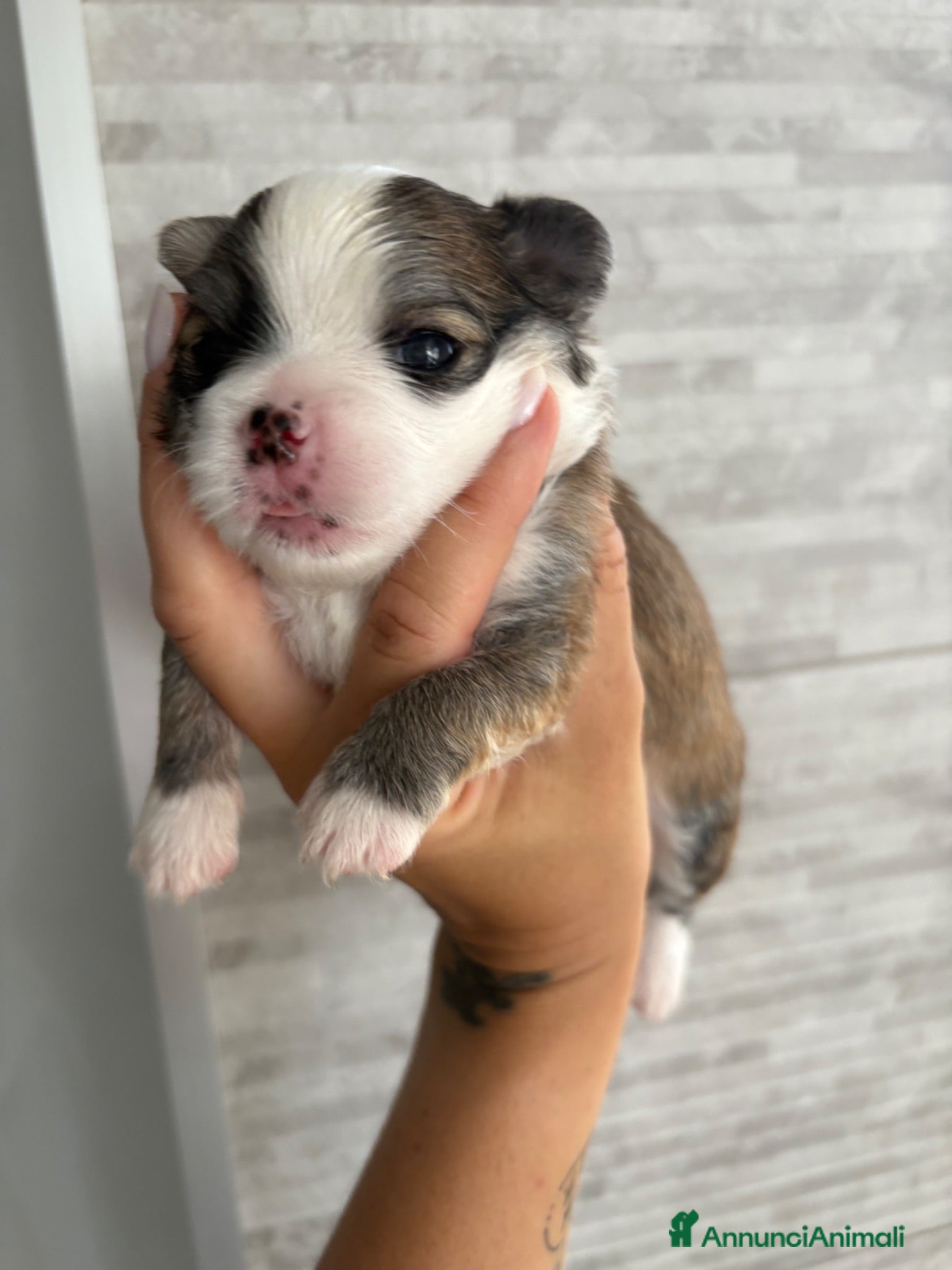 Chihuahua cani Disponi Cuccioli di chihuahua a pelo lungo  - Annuncio 26