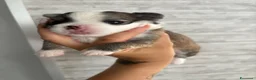 Chihuahua cani in vendita: Disponi Cuccioli di chihuahua a pelo lungo  - Annuncio 1
