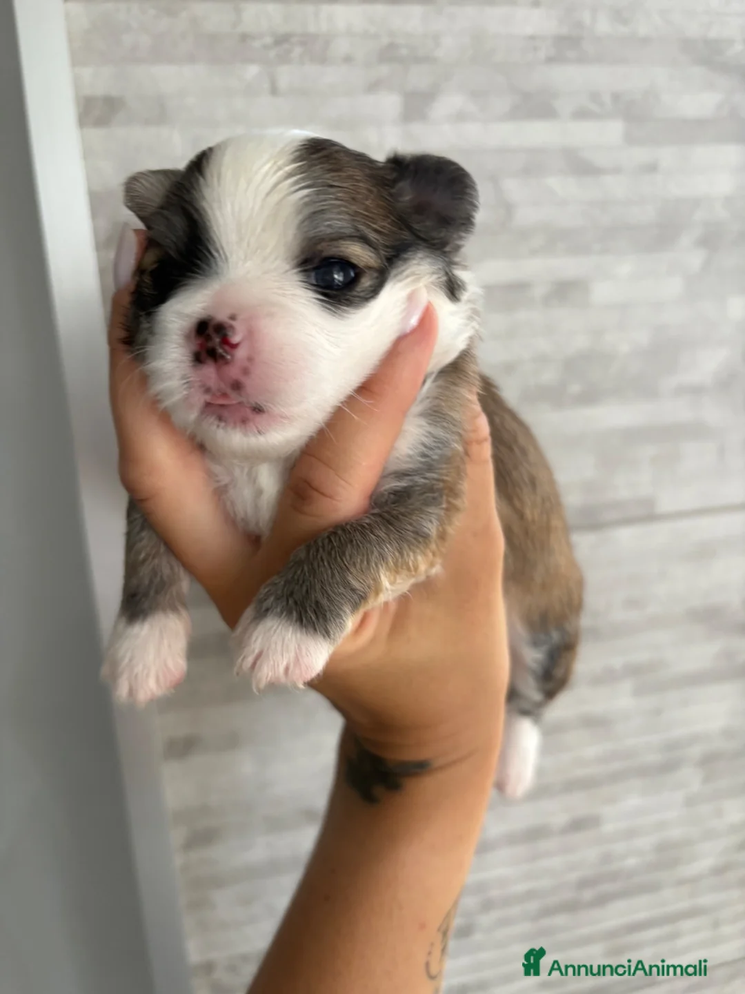 Chihuahua cani in vendita: Disponi Cuccioli di chihuahua a pelo lungo  - Annuncio 1