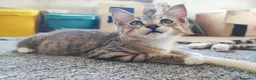 Altre razze gatti in vendita: Dolcissimi gattini cercano una famiglia amorevole - Annuncio 6