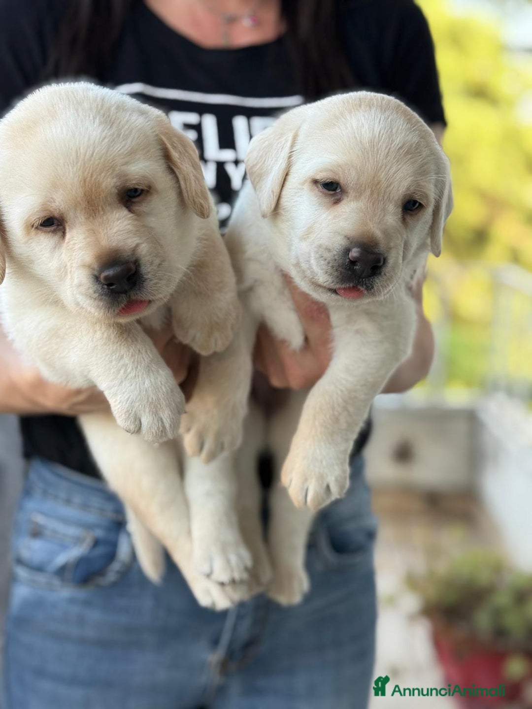 Labrador cani in vendita: Cuccioli Labrador  a Provincia di Perugia - Immagine 3
