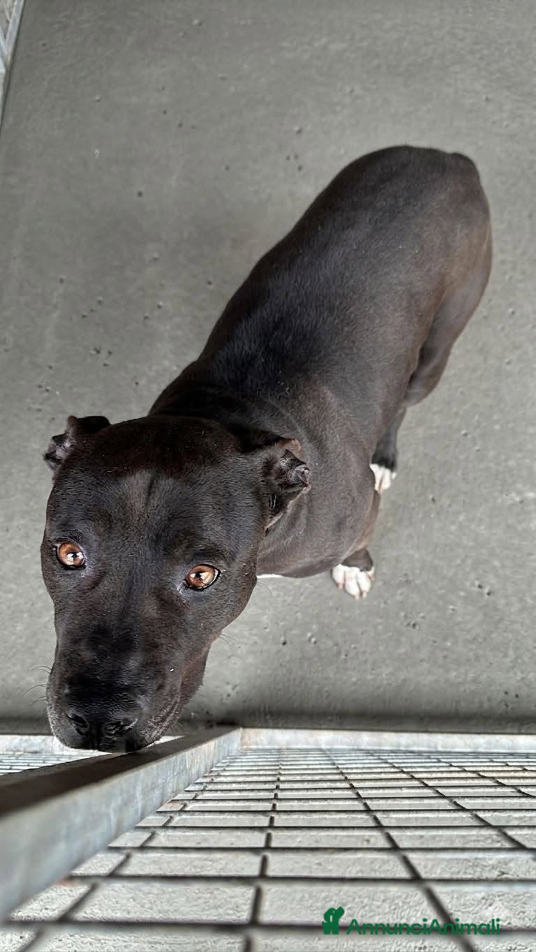 Pitbull cani Freya - Annuncio 1