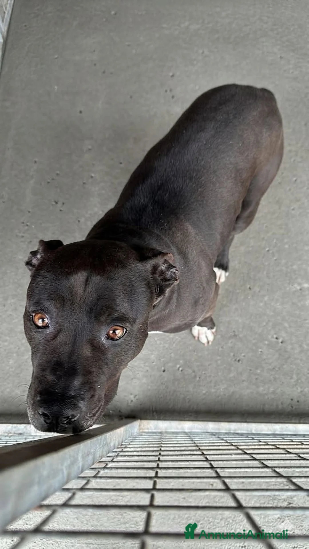 Pitbull cani in regalo: Freya - Annuncio 1