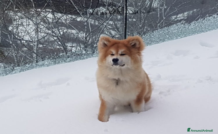 Akita Inu cani a Provincia di Vicenza - Annuncio 3