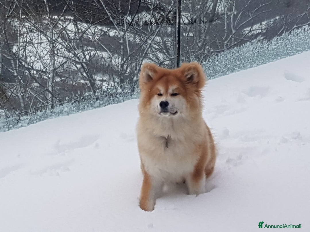 Akita Inu cani in vendita:  Maschio Pelo Lungo a Provincia di Vicenza - Immagine 4