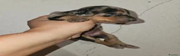 Bassotto Nano cani in vendita: Bassotto nano kaninchen arlecchino  - Annuncio 9