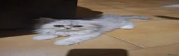 Persiano gatti in vendita: Persiani - Annuncio 5