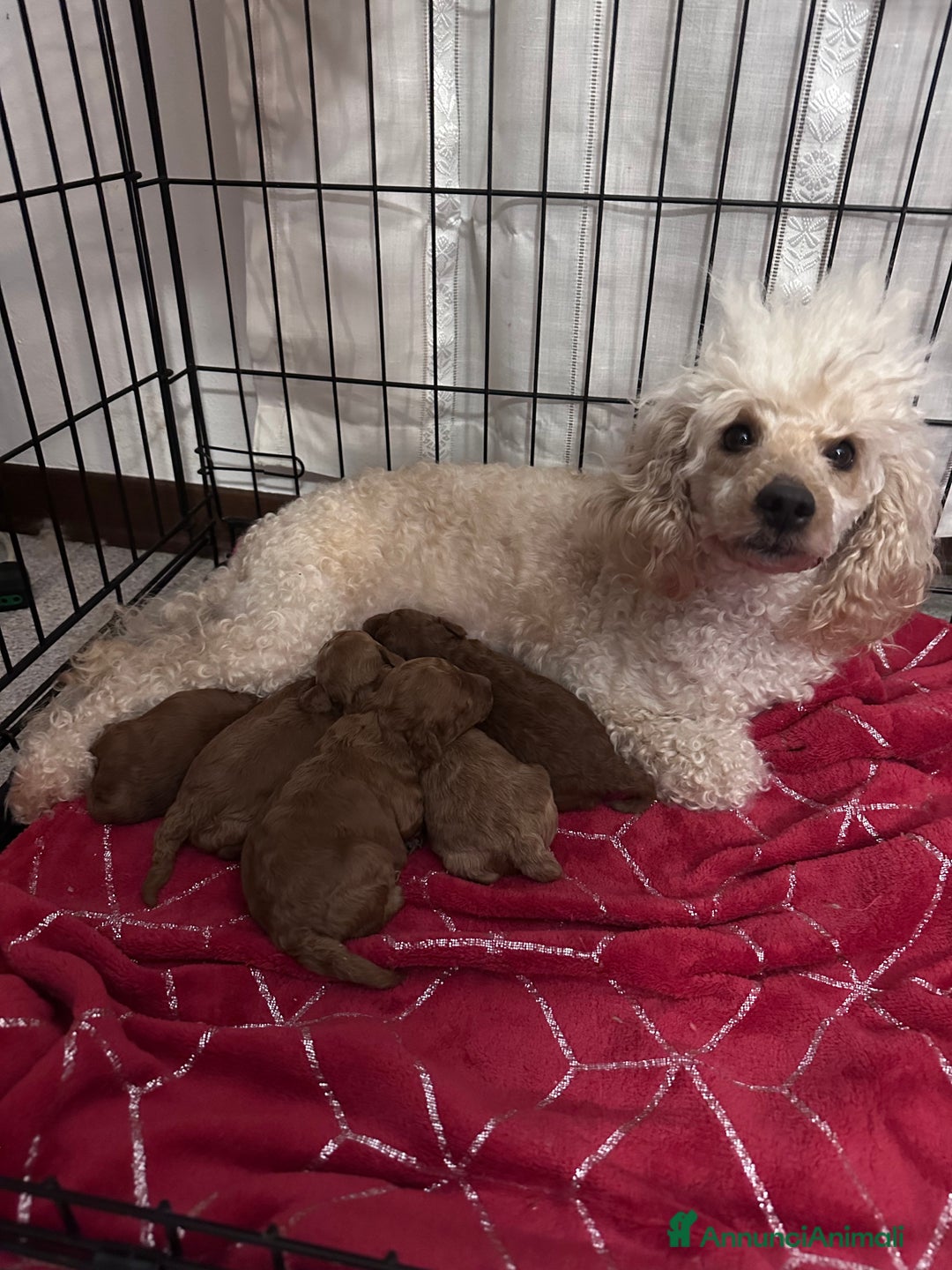 Barboncino cani in vendita: Barboncini cuccioli  a Provincia di Treviso - Annuncio 6