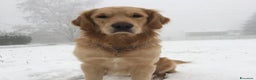 Golden Retriever cani per accoppiamento: Disponibile per accoppiamento - Annuncio 2