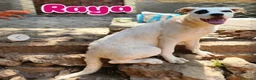 Meticcio cani in regalo: 1anno mix molossini buoni crescono in recinto.SUD - Annuncio 7
