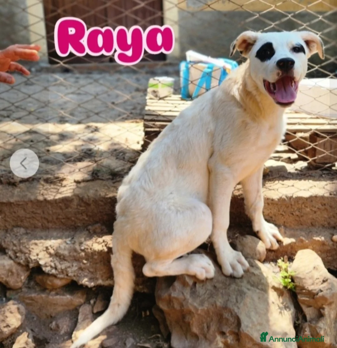 Meticcio cani in regalo: 1anno mix molossini buoni crescono in recinto.SUD - Annuncio 7