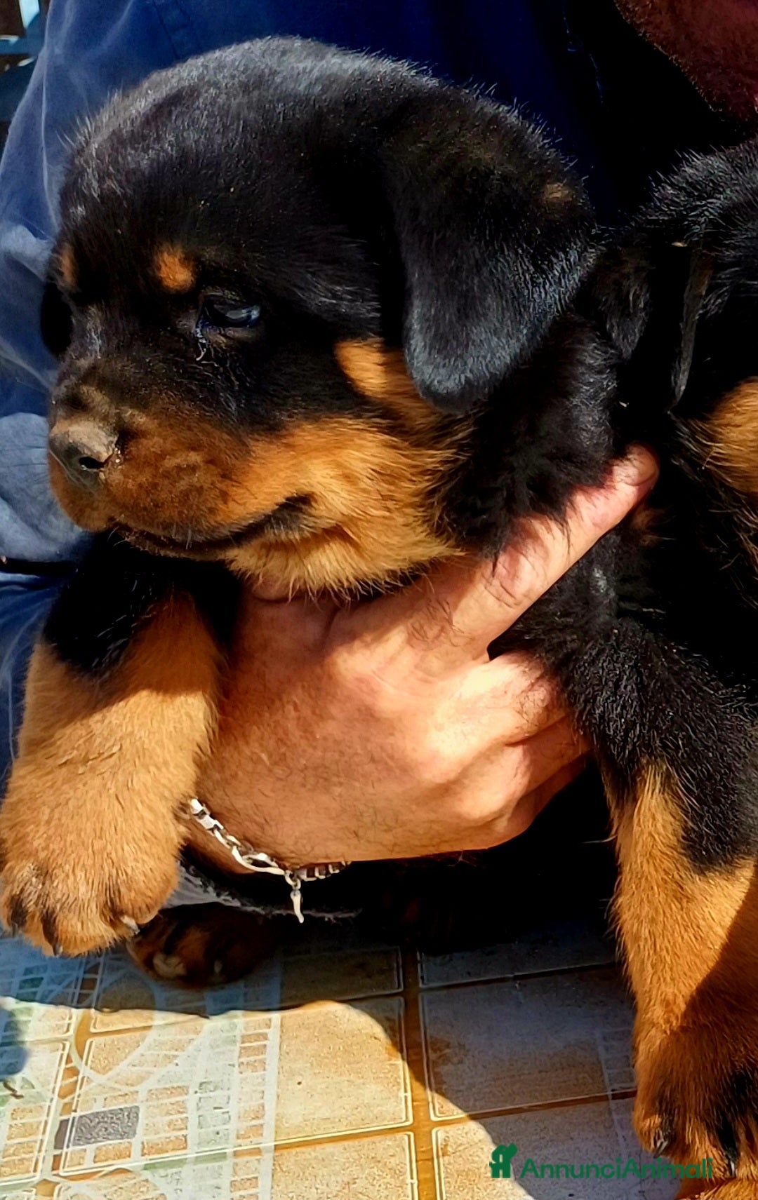 Rottweiler cani in vendita: Disponibili cuccioli Rottweiler  - Annuncio 13