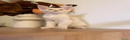 Maine Coon gatti in vendita: Allevamento Maine Coon Misty Woods - Annuncio 17