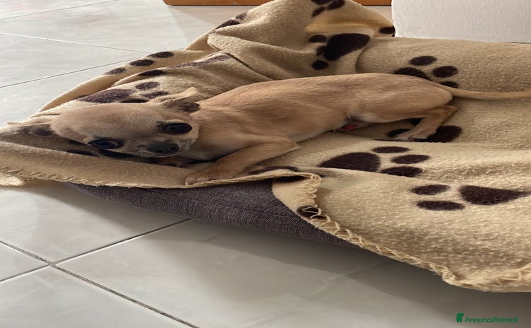 Chihuahua cani a Città metropolitana di Catania - Annuncio 6