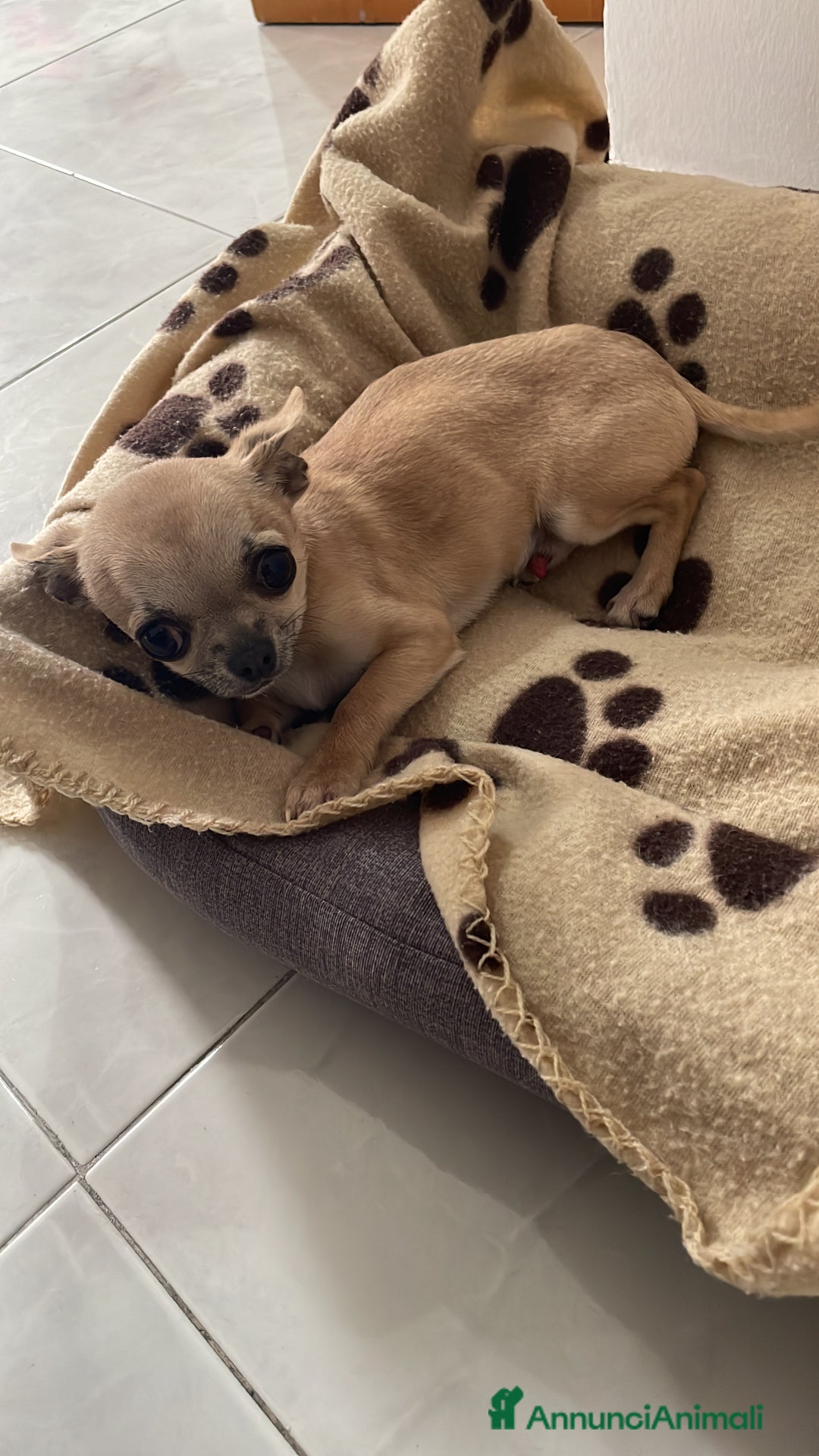 Chihuahua cani in vendita: Chihuahua piccolissimo maschio  a Città metropolitana di Catania - Immagine 1
