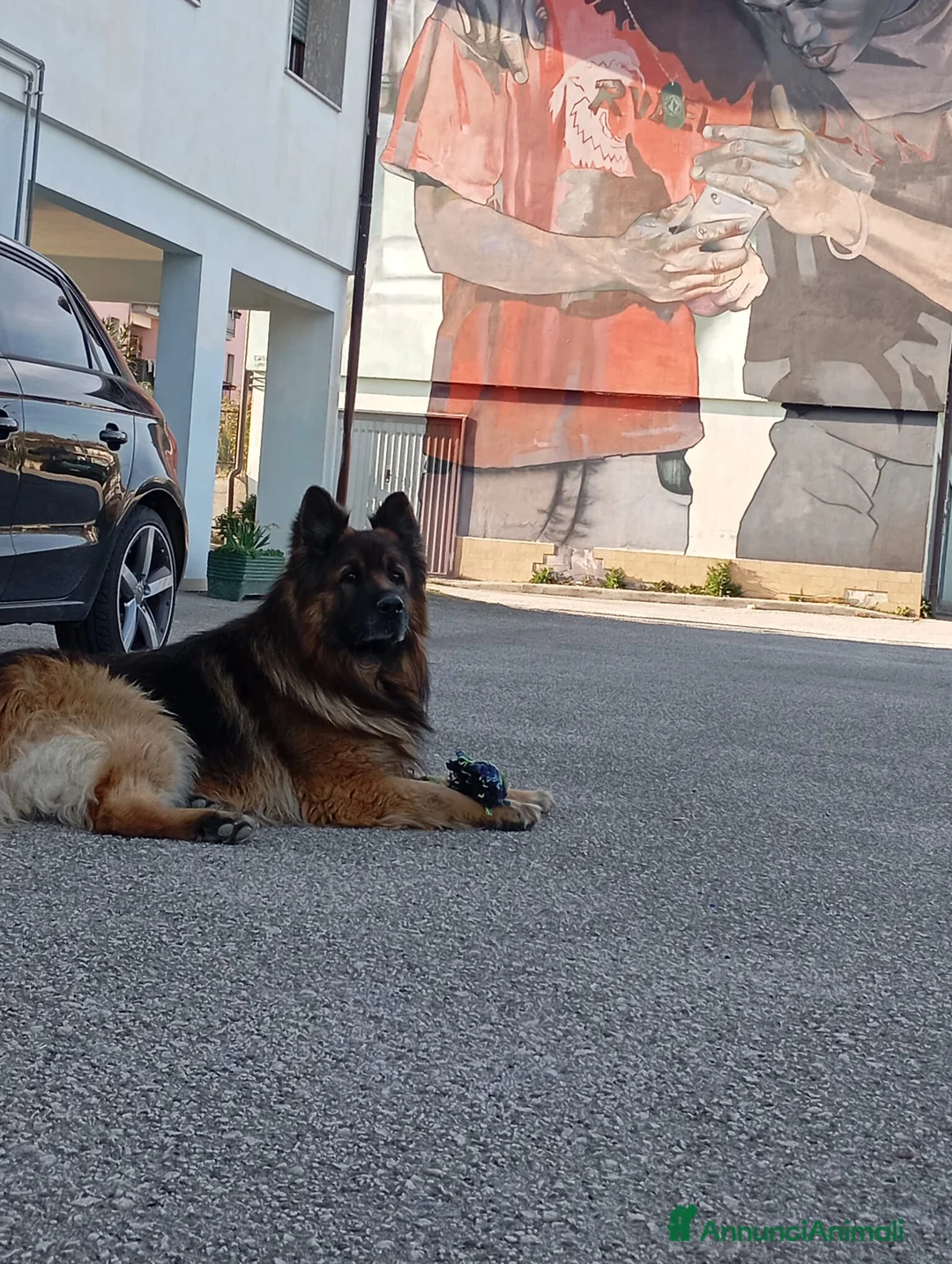 Pastore Tedesco cani per accoppiamento: Disponibile per monta  a Provincia di Avellino - Annuncio 2