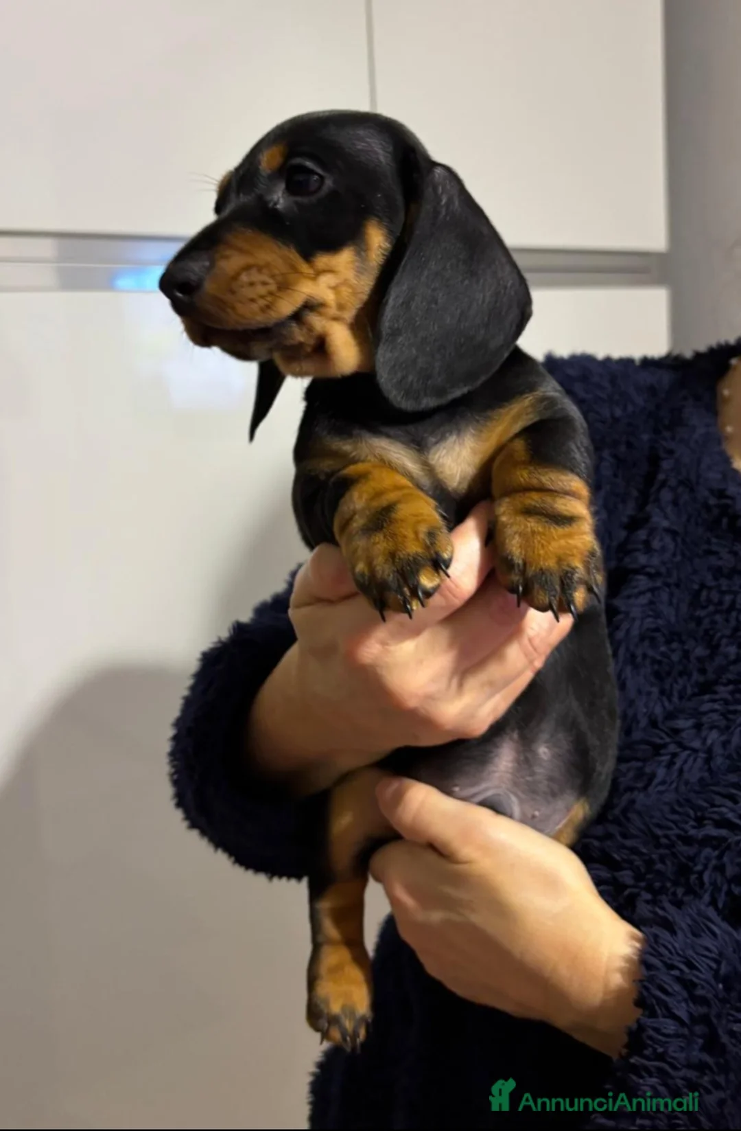 Bassotto cani in vendita: Bassotti Tedeschi nano-pelo corto-pedigree  - Annuncio 13