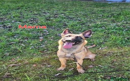 Pastore Belga cani in vendita: Pastore Belga cuccioli a Venedig - Immagine 8