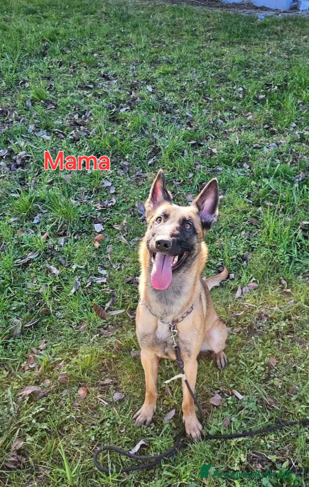 Pastore Belga cani in vendita: Pastore Belga cuccioli a Venedig - Immagine 8