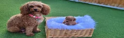 Barboncino Toy cani in vendita: Cuccioli di Barboncino Toy a Città Metropolitana di Napoli - Annuncio 6