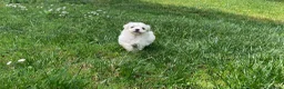 Maltese cani in vendita: Maltese - Annuncio 8