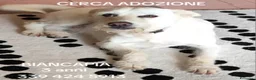 Meticcio cani in regalo: Femmina 3anni 8/9kg finita in canile.NAPOLI - Annuncio 3