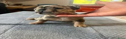 Bulldog Francese cani in vendita: bulldog francese bulldog animali  - Annuncio 17