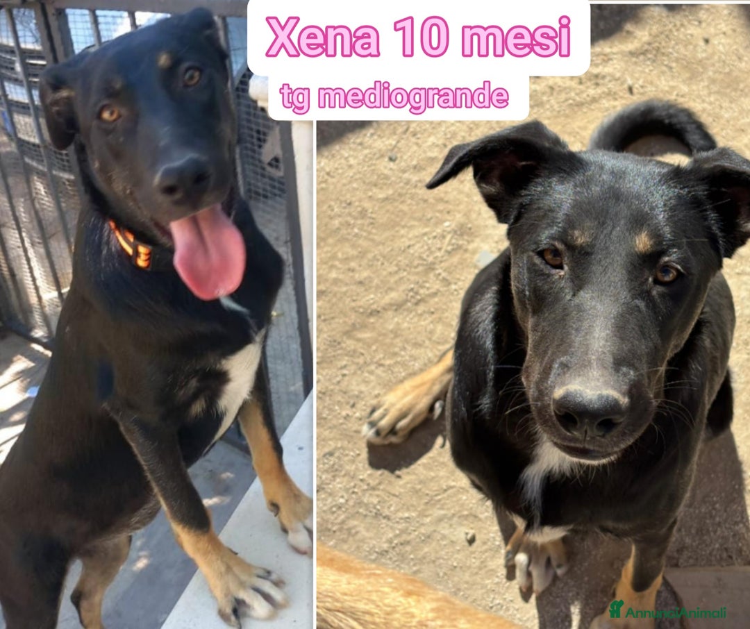 Meticcio cani in regalo: CUCCIOLI BISOGNOSI CERCANO AMORE  - Annuncio 8