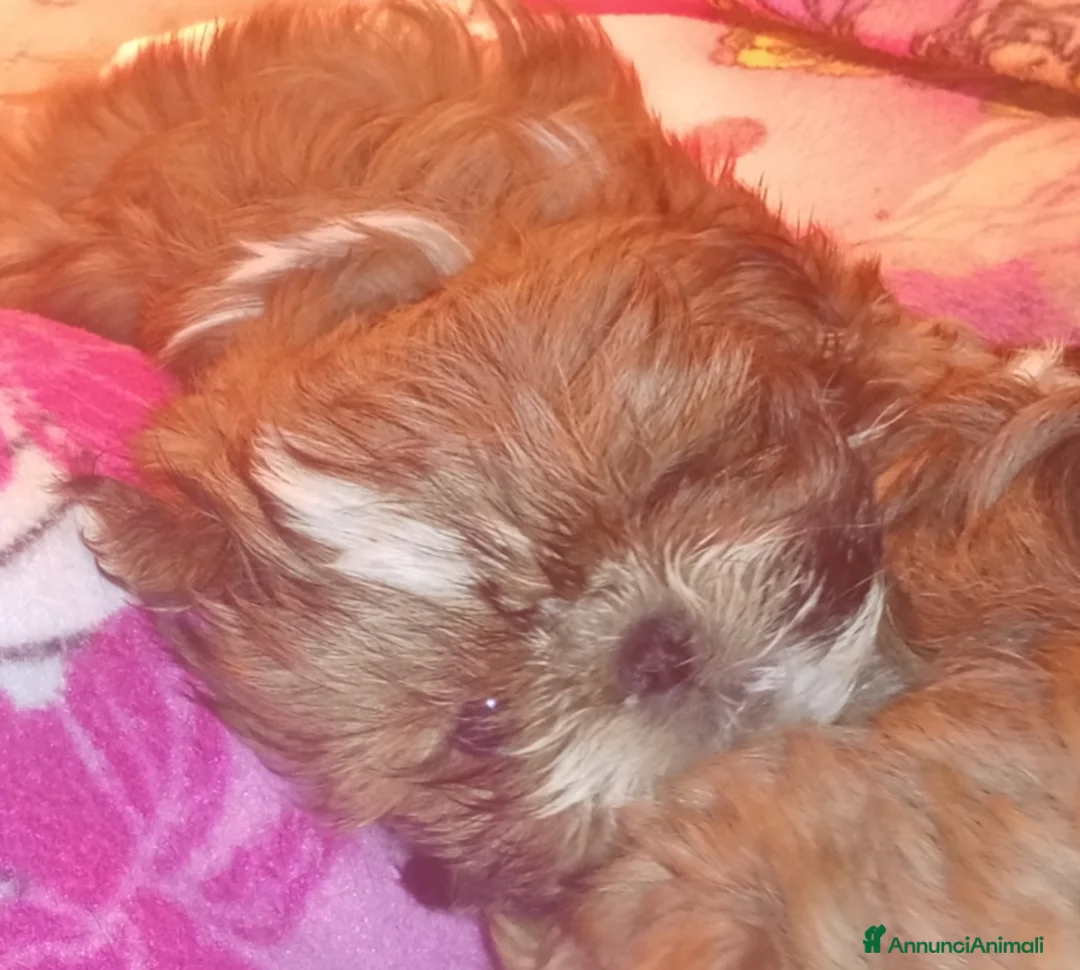 Shih Tzu cani in vendita: Splendidi cuccioli di Shitzu  - Annuncio 19
