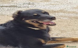 Meticcio cani in regalo: GIORDIE dolce e buono  - Annuncio 1