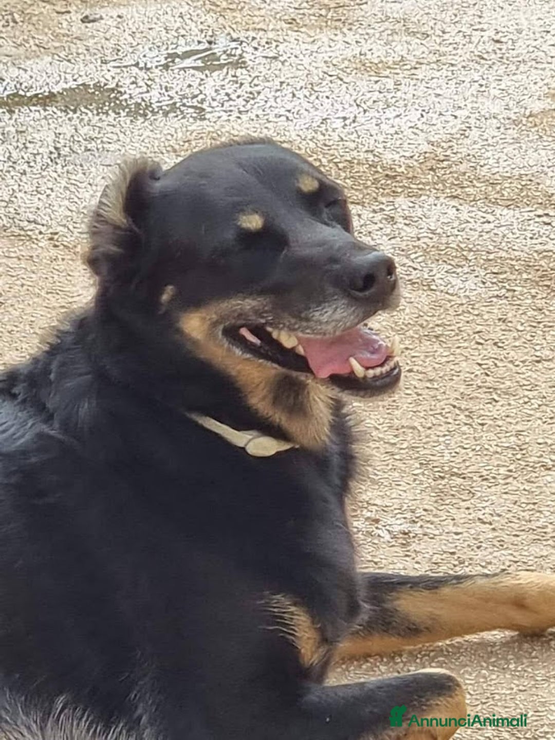 Meticcio cani in regalo: GIORDIE dolce e buono  - Annuncio 1