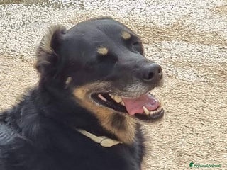 Meticcio cani GIORDIE dolce e buono - Annuncio 30