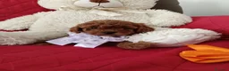 Barboncino Toy cani in vendita: Gioie di Anna - Annuncio 6