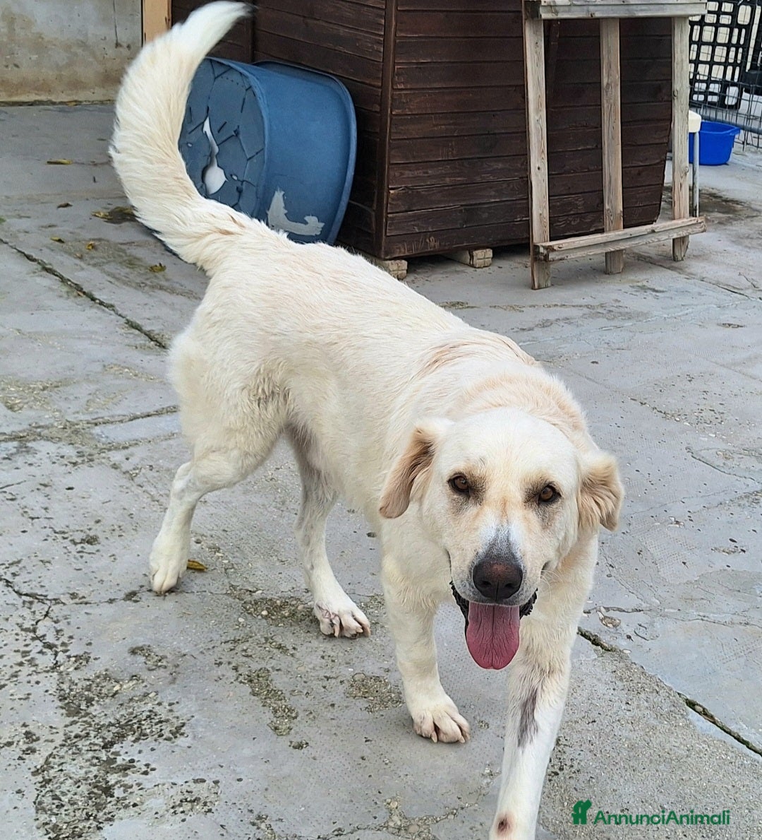 Meticcio cani in regalo: Noè 1 anno taglia grande  - Annuncio 3