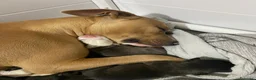 Pitbull cani in vendita: Cuccioli pitbull  a Provincia di Frosinone - Annuncio 26