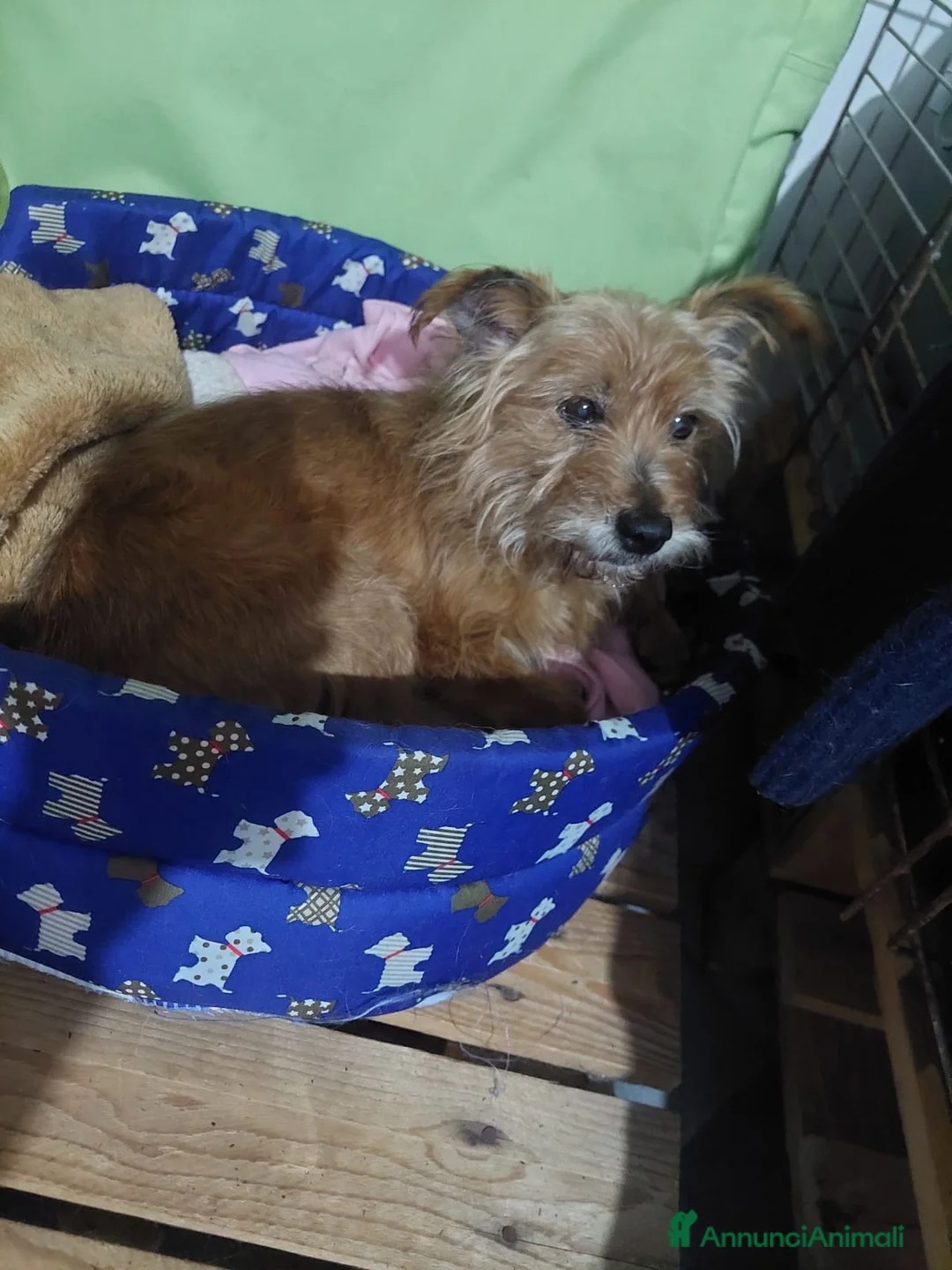 Meticcio cani in regalo: dolce Henry, 5 kg di amore pure aspetta una casa - Annuncio 3