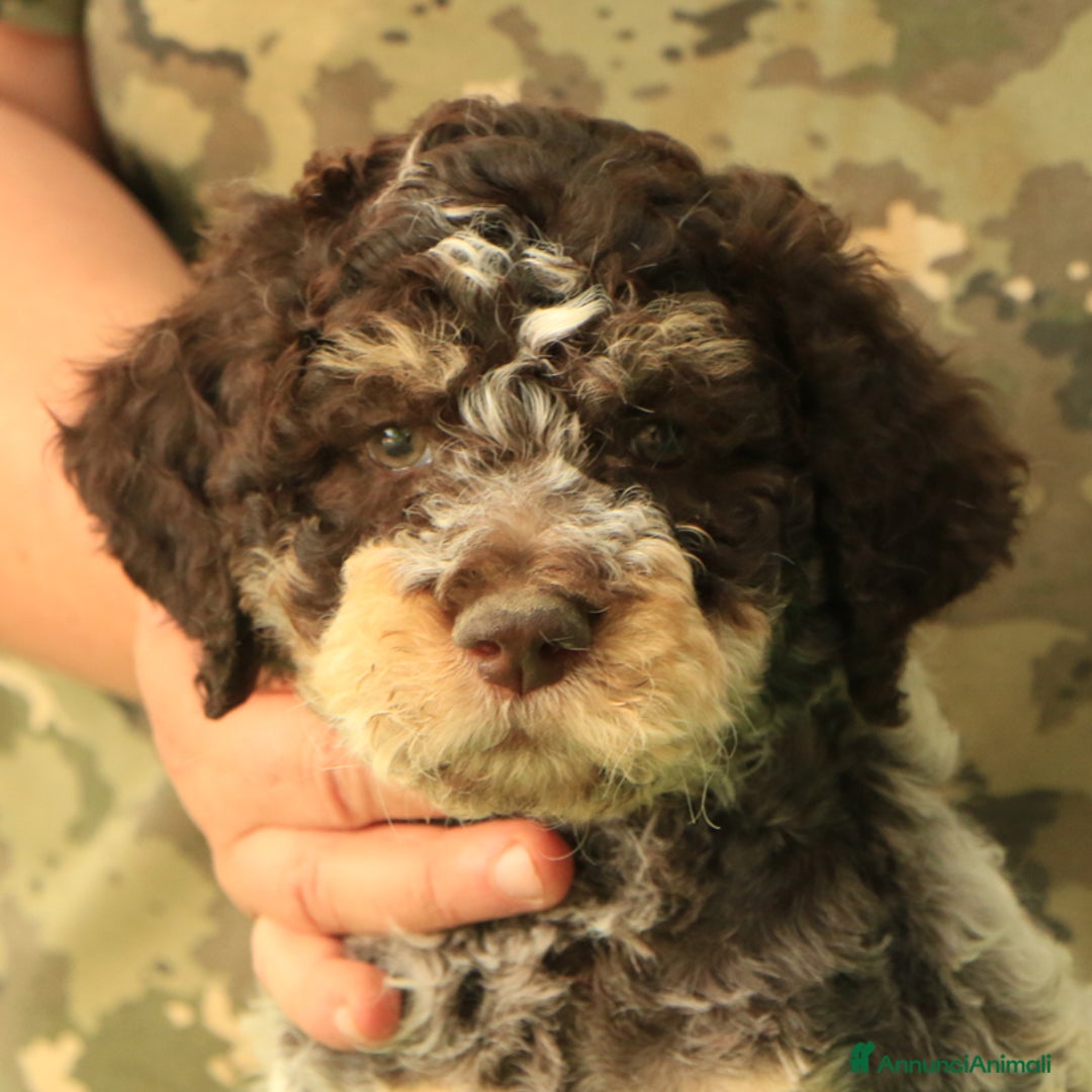 Lagotto cani in vendita: Lagotto romagnolo - cuccilo 4 a Provincia di Ravenna - Immagine 1