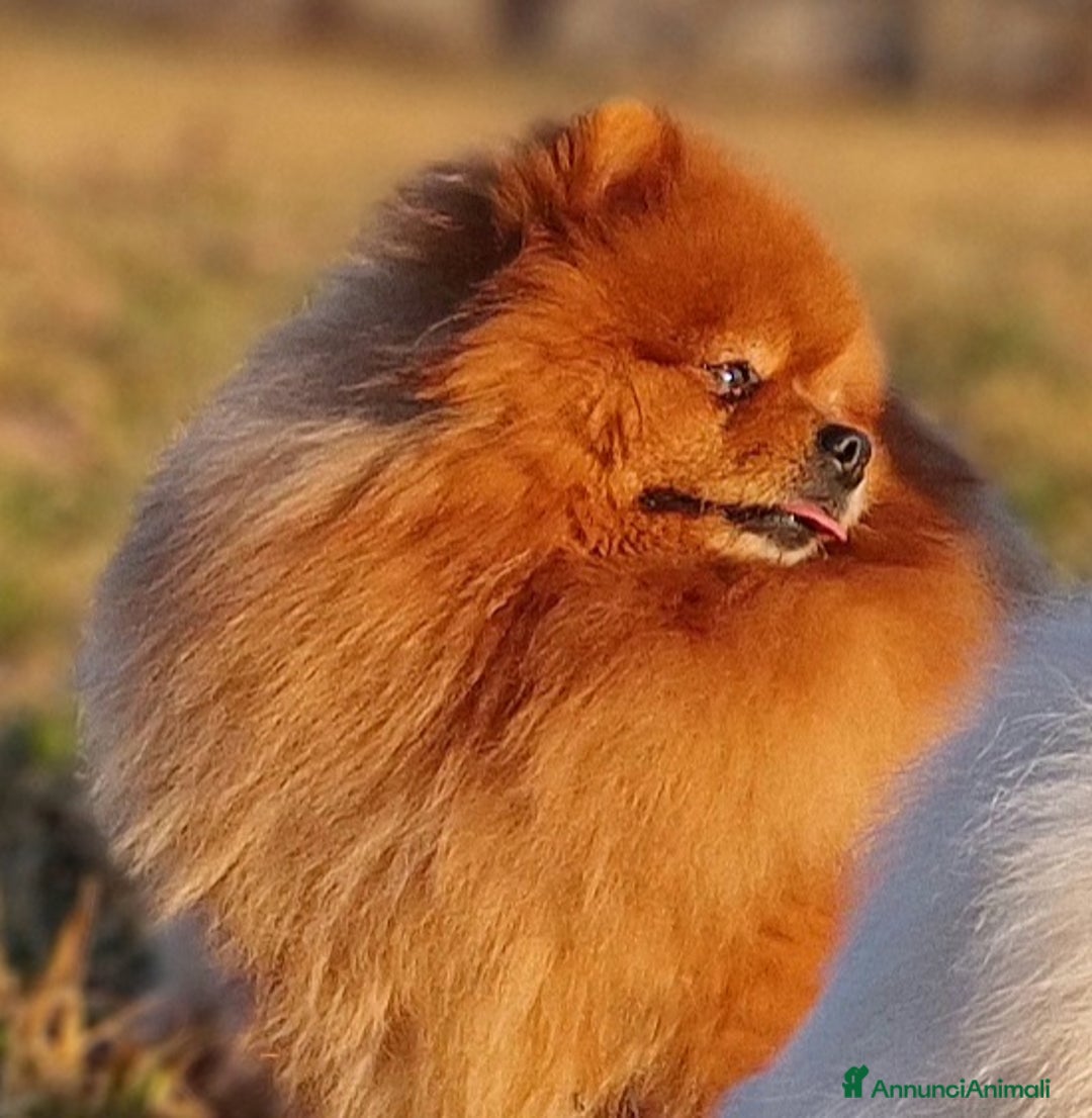 Spitz cani in regalo: Spitz tedesco NANO Pomerania  a Provincia di Monza e della Brianza - Immagine 5