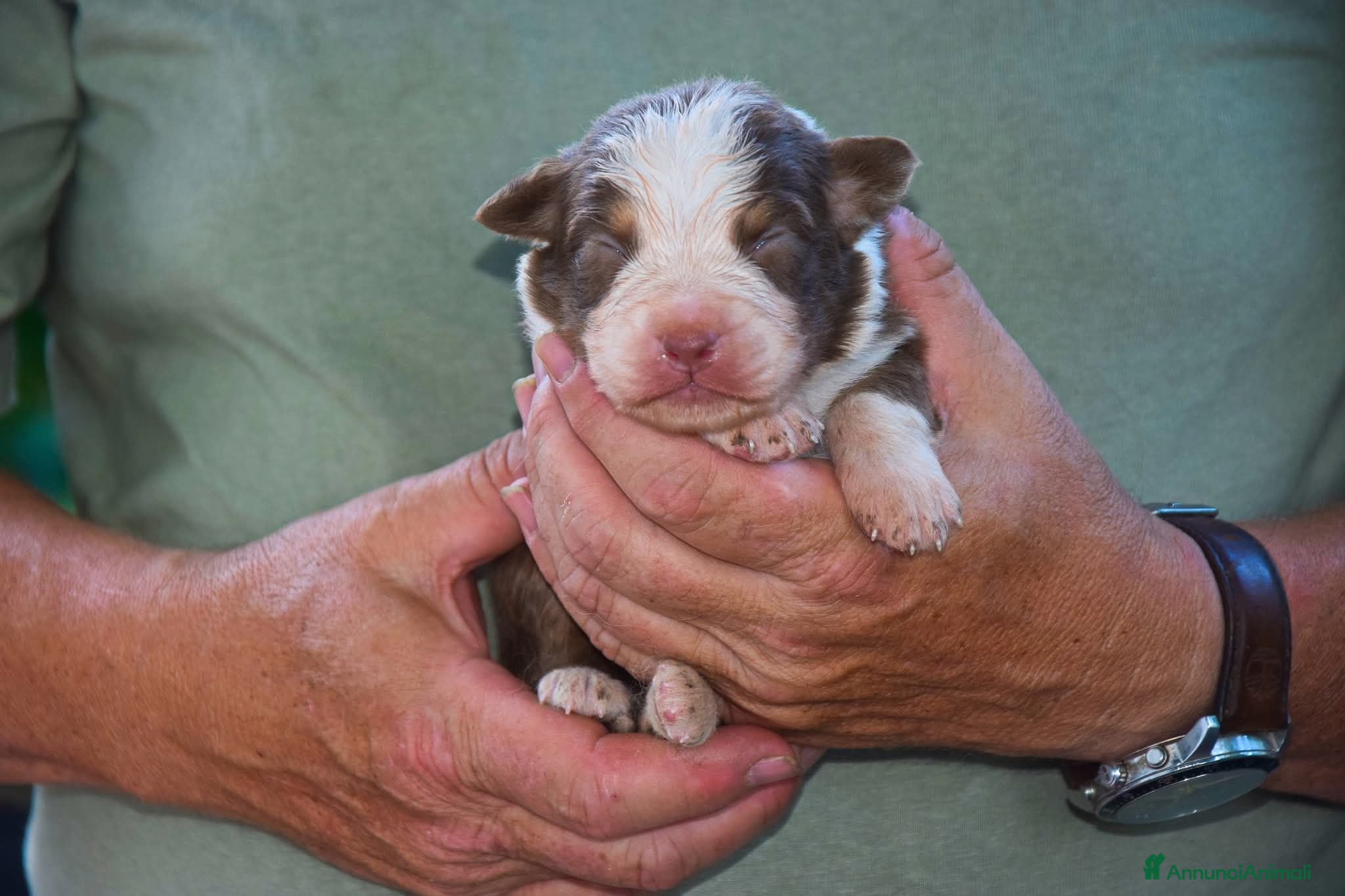 Australian Shepherd cani Cuccioli di pastore australiano  - Annuncio 2