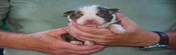 Australian Shepherd cani in vendita: Cuccioli di pastore australiano  - Annuncio 1