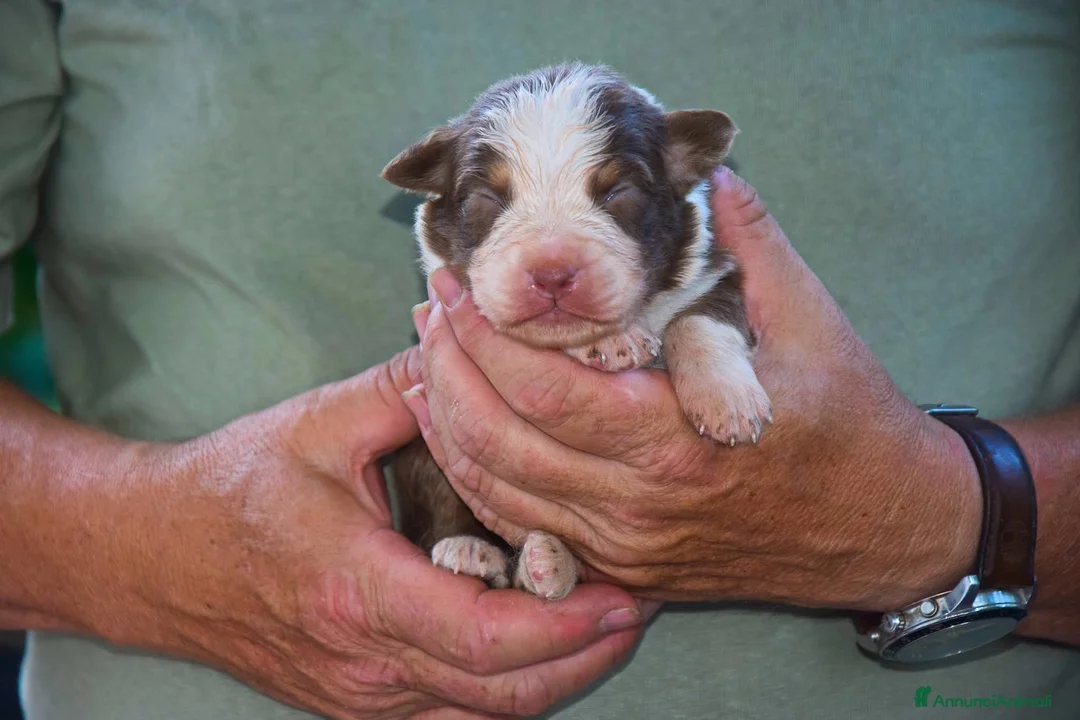 Australian Shepherd cani in vendita: Cuccioli di pastore australiano  - Annuncio 1
