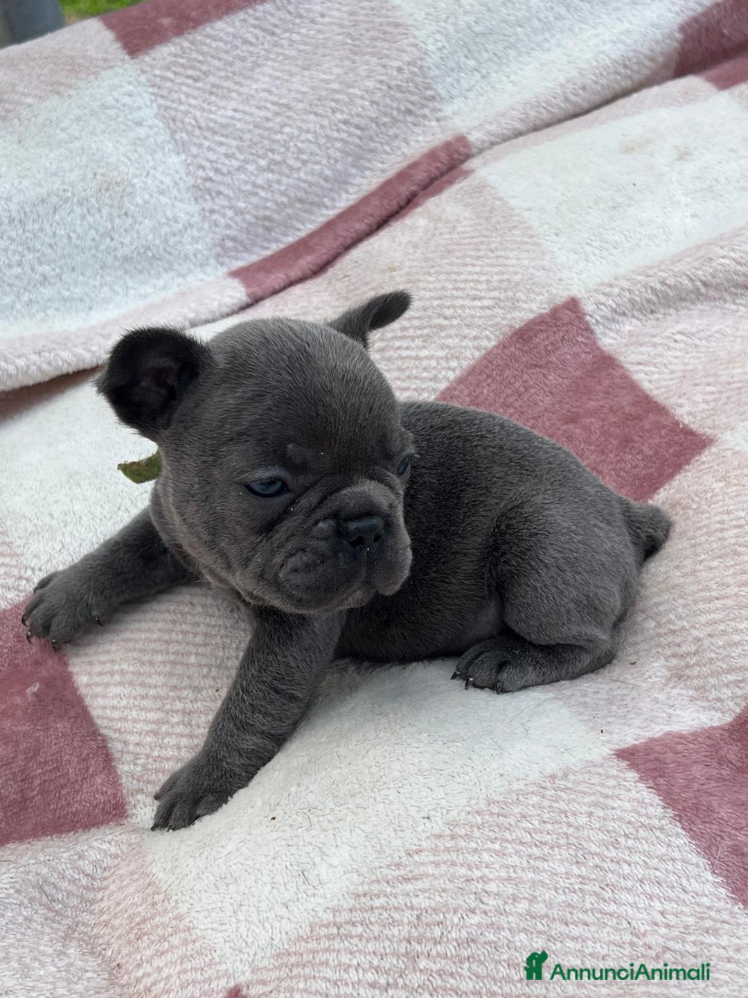 Bulldog Francese cani in vendita: Cuccioli bulldog francese esotici blu - Annuncio 4