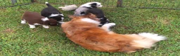 Border Collie cani in vendita: Bellissimi Cuccioli Selezionati - Annuncio 7