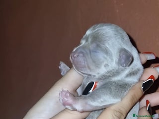 Chihuahua cani Cuccioli di chiuhauha - Annuncio 2