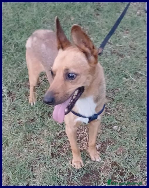 Meticcio cani ZAK 9 anni - 12kg tradito dalla famiglia - Annuncio 32