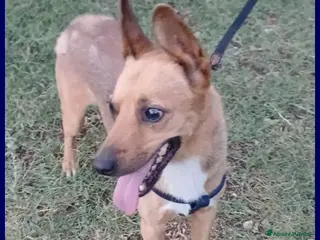 Meticcio cani ZAK 9 anni - 12kg tradito dalla famiglia - Annuncio 32