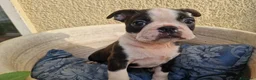 Boston Terrier cani in vendita: Cuccioli Boston Terrier - Annuncio 4