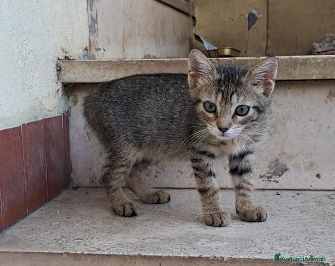 Meticcio cani in regalo: NEMO  a Città metropolitana di Roma Capitale - Annuncio 3