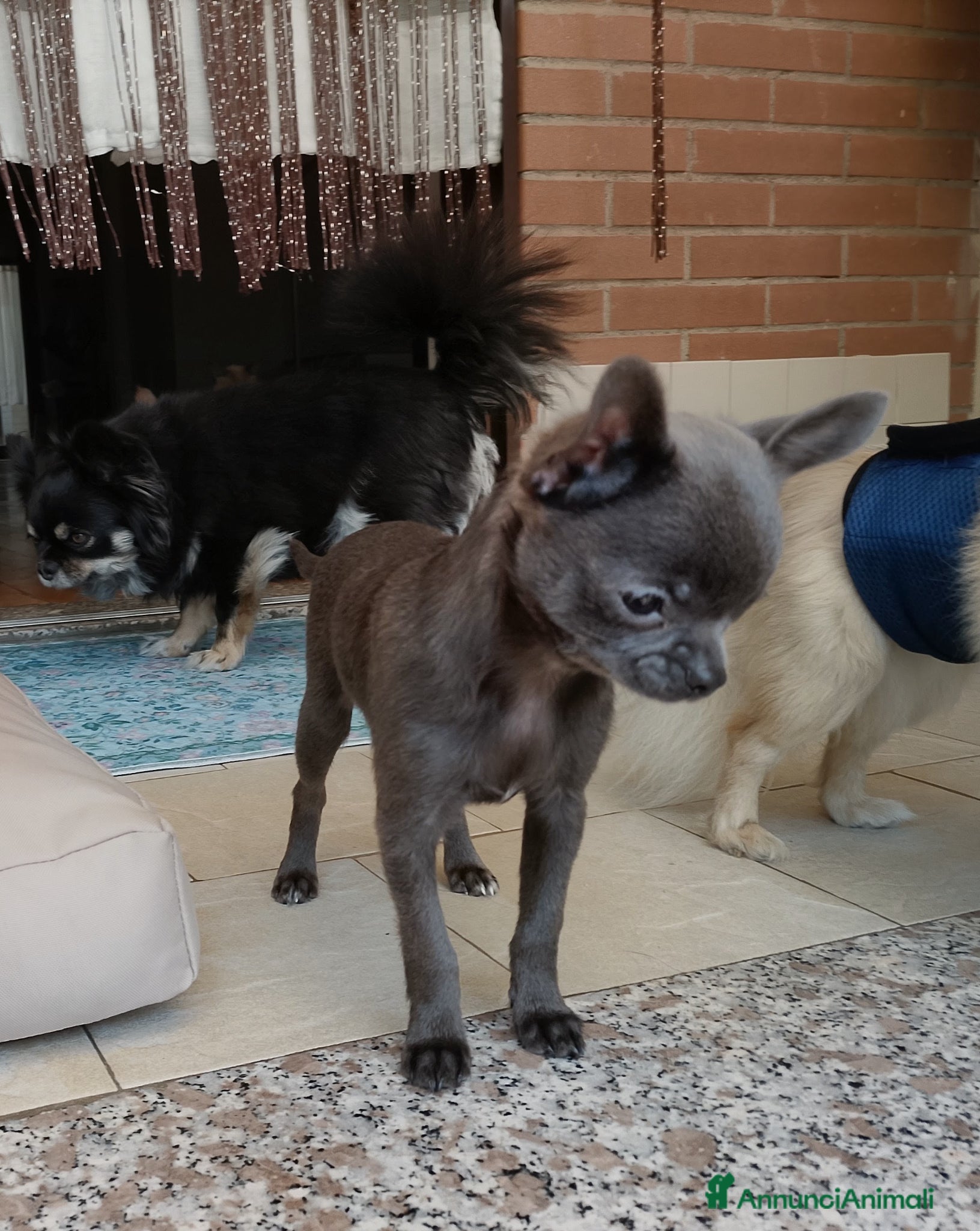 Chihuahua cani Chihuahua con pedigree ENCI  - Annuncio 2